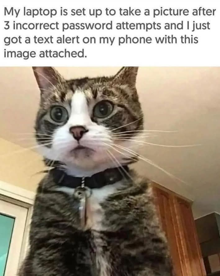 Cats 🧵

1.