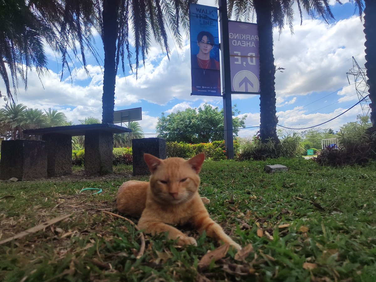 cat with jungcat😆