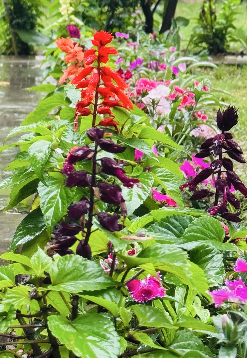 Dapindr's tweet photo. A little rain, a little sunshine, and a lot of floral joy! #Nature 🌸🪴 https://t.co/sw1qXr6aXX