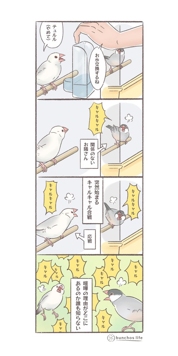 理由なきキャルキャル合戦
#文鳥 
#4コマ漫画 