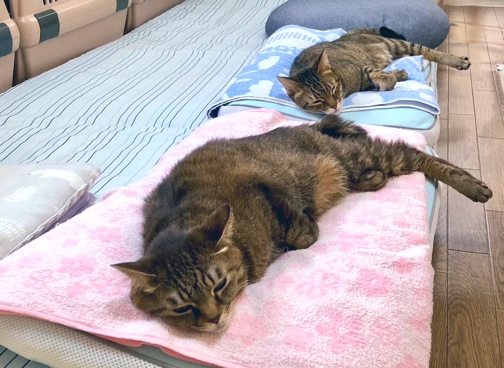 寝相がシンクロしてる🤭