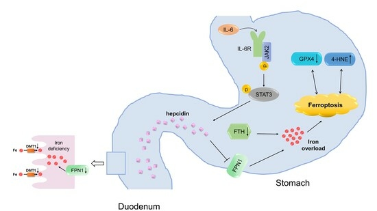 Biomed_MDPI's tweet photo. #biomedicines
Let’s take a look at this beautiful #GraphicAbstract: 🐱‍
Title: High Hepcidin Levels Promote Abnormal Iron Metabolism and Ferroptosis in Chronic Atrophic #Gastritis 🎢
Link: 🌵
https://t.co/VCs2TWdIlM
@MDPIOpenAccess   @MDPIBiologySubj https://t.co/sP8prm6maN