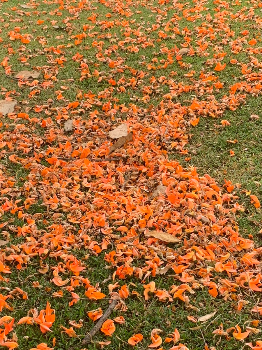 KRPrasadIISc's tweet image. Flowers of Flame of the forest; our campus @iiscbangalore