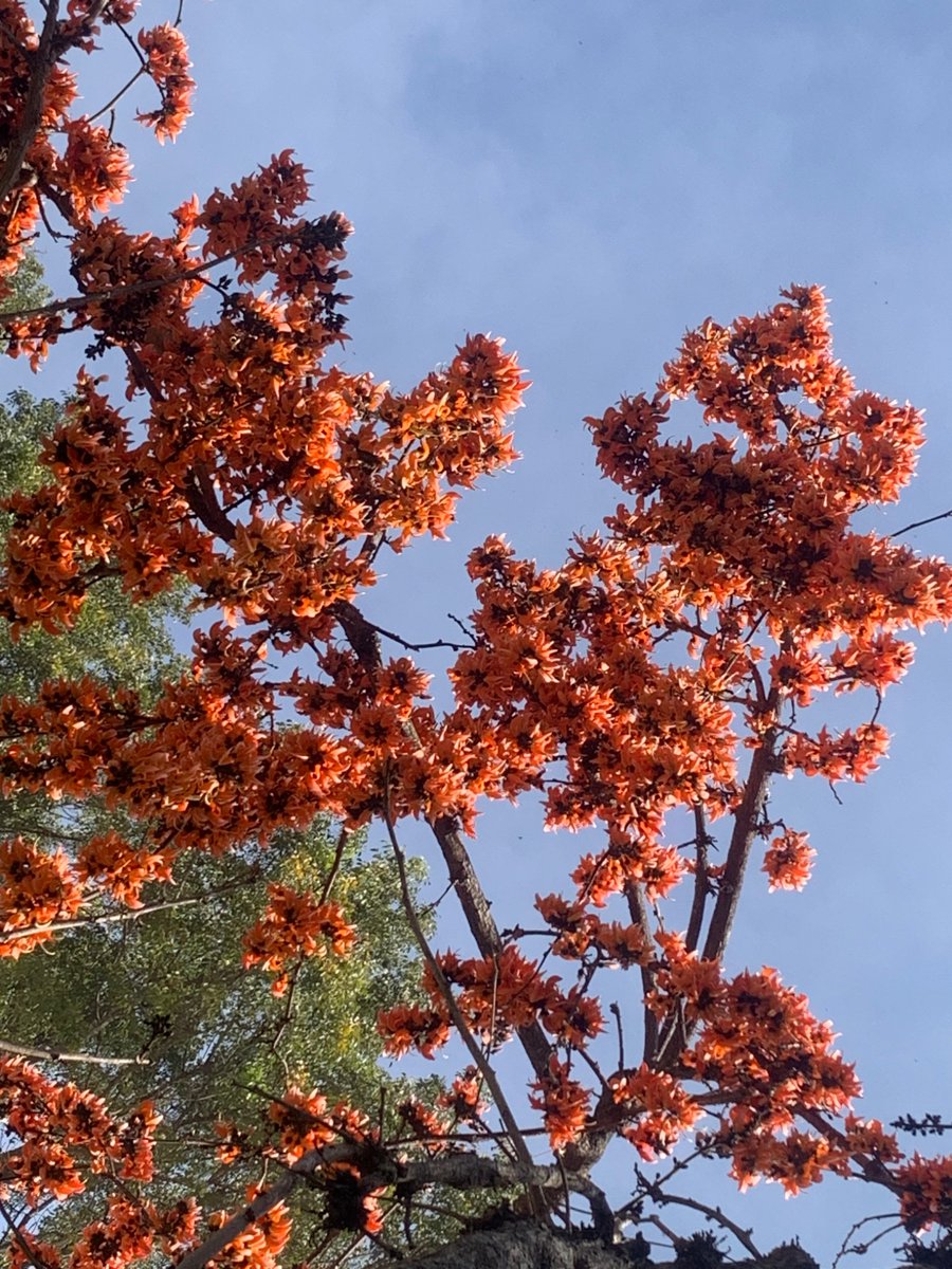 KRPrasadIISc's tweet image. Flowers of Flame of the forest; our campus @iiscbangalore