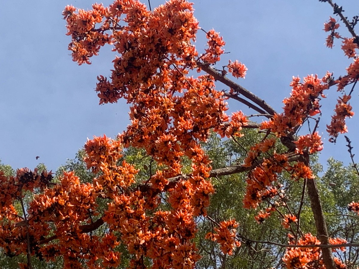 KRPrasadIISc's tweet image. Flowers of Flame of the forest; our campus @iiscbangalore