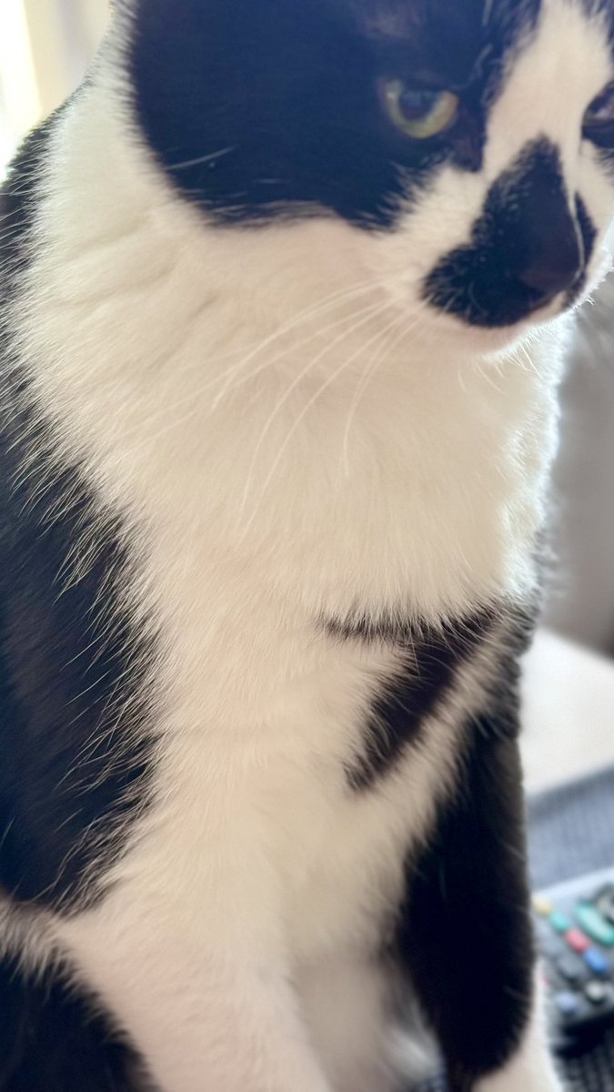 non_note_c's tweet photo. 今日でFIP寛解から1年。これから定期検査にいってきます。久々の病院でネコもヒトもドキドキ。
ラッキーセブン見られたから、きっと大丈夫😼
#fipfighter #猫のいるしあわせ #猫のいる暮らし https://t.co/jcdz3KXKK8