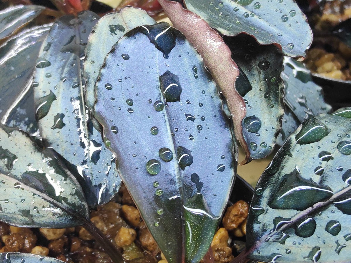 Bucephalandra sp. 