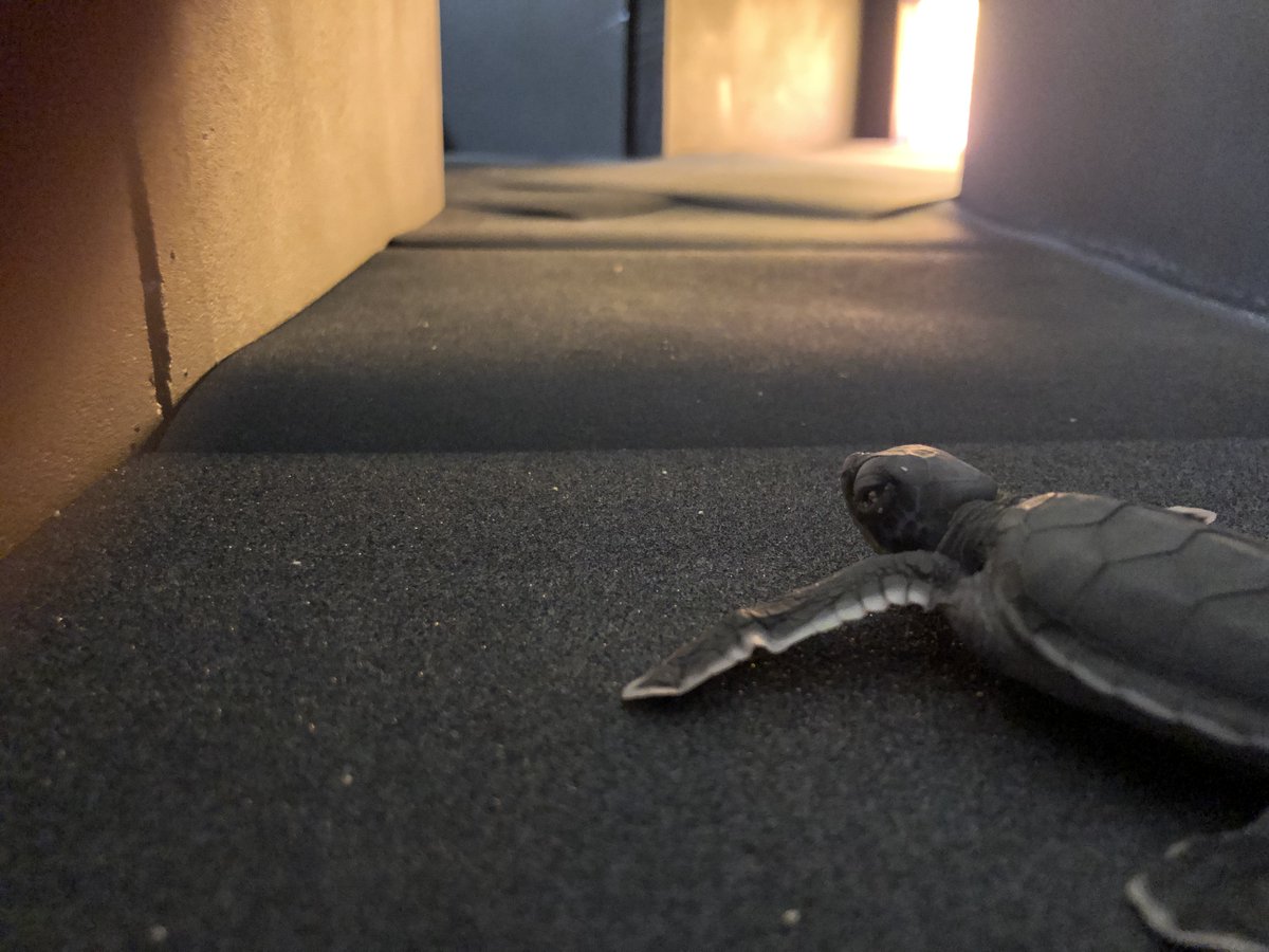 Daniel Gomez Isaza (@_danielgomez94) on Twitter photo 🐢💡 Lights, Hatchlings, Action! 💡🐢
Great end to an incredible week of field work. We used a Y-maze to observe the attraction of turtle hatchlings to different lights and intensities. Now time to analyse the data🔦 Stay tuned for the fascinating results! <a href="/m_thumsy/">Michele Thums</a> <a href="/aims_gov_au/">Australian Institute of Marine Science</a> 🐢💡 Lights, Hatchlings, Action! 💡🐢
Great end to an incredible week of field work. We used a Y-maze to observe the attraction of turtle hatchlings to different lights and intensities. Now time to analyse the data🔦 Stay tuned for the fascinating results! <a href="/m_thumsy/">Michele Thums</a> <a href="/aims_gov_au/">Australian Institute of Marine Science</a>