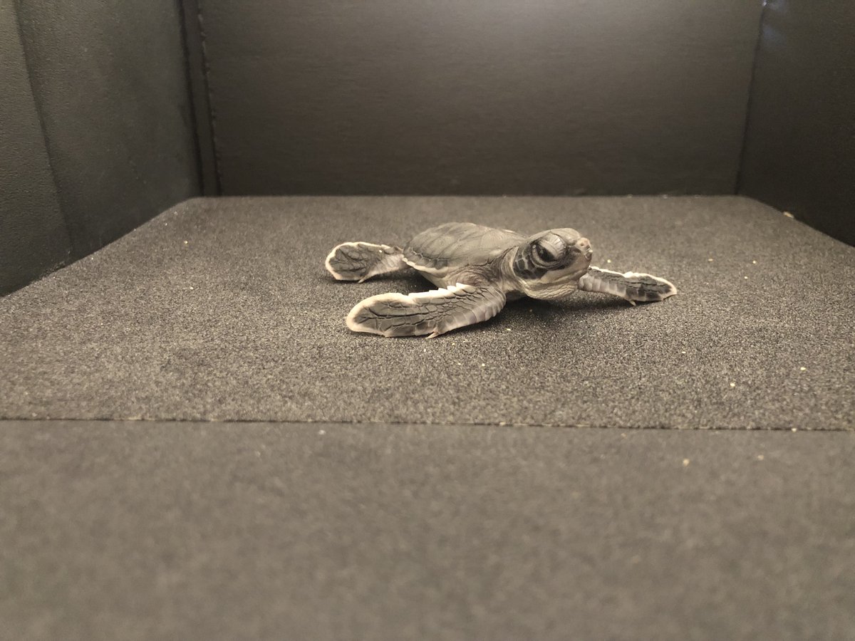 Daniel Gomez Isaza tweet media