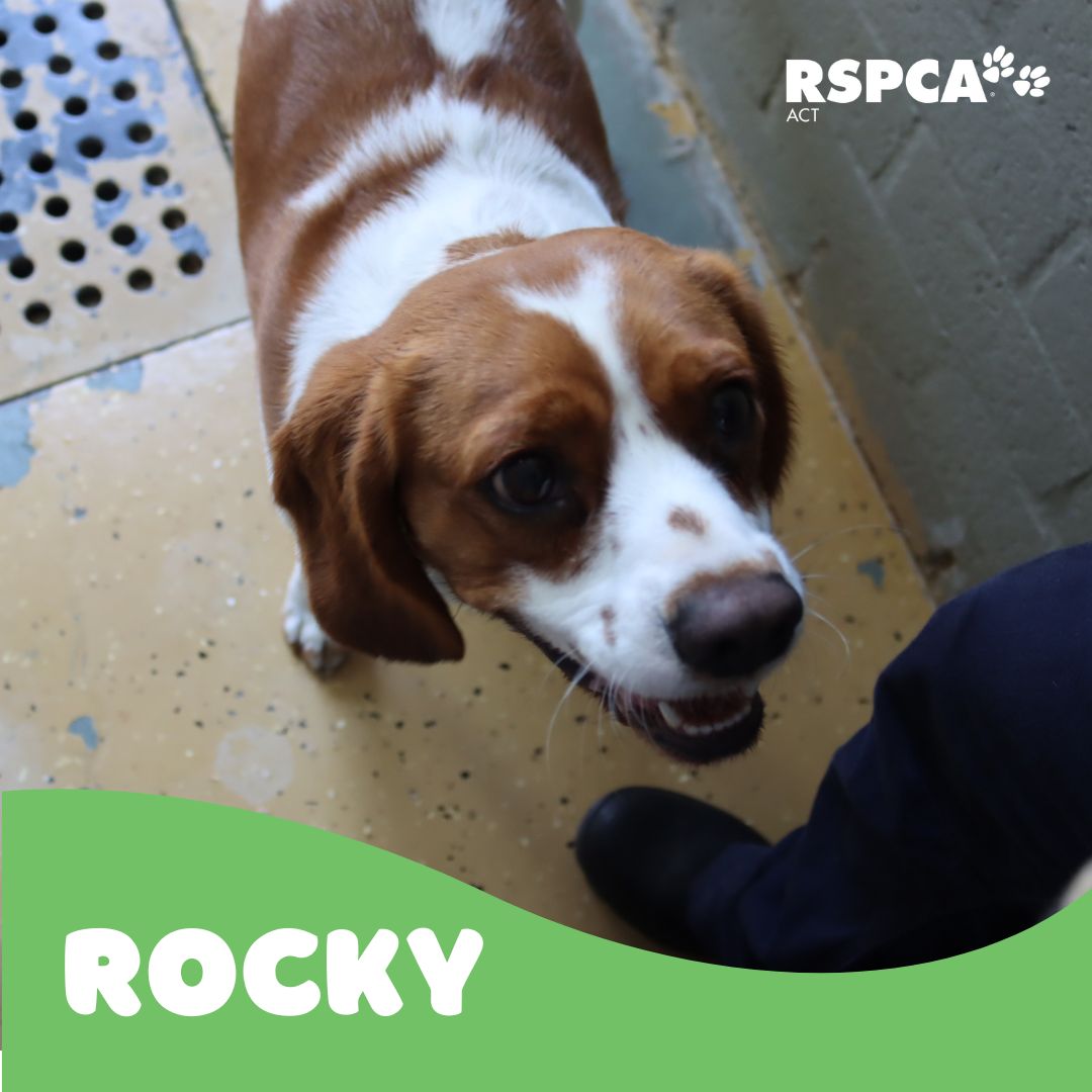 RSPCA ACT tweet media