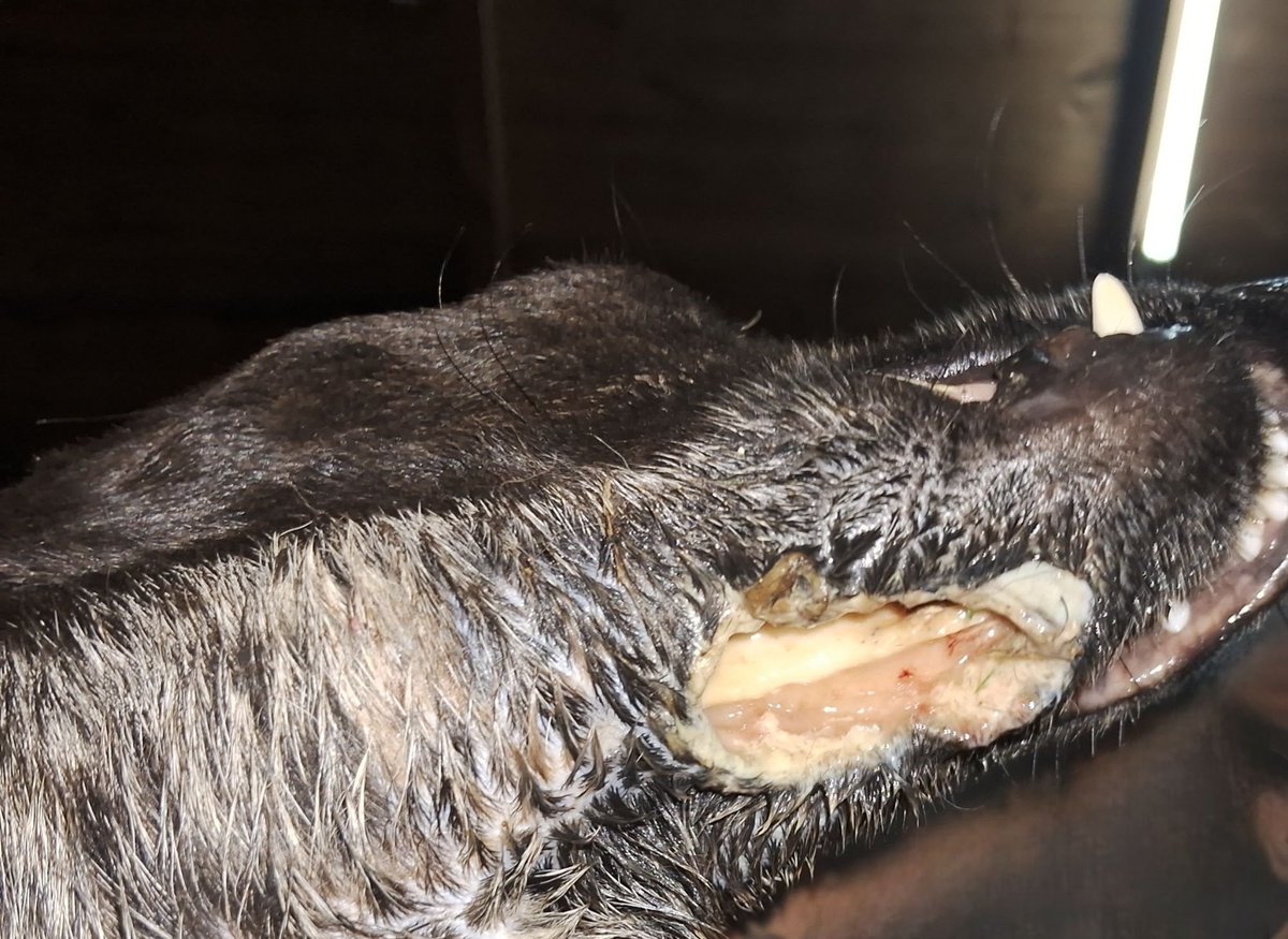 Tiene una fractura de mandíbula expuesta terrible con una infección que lleva más de una semana 
Lo internamos en Clínica Veterinaria Parque pero quedamos debiendo 320 mil pesos 
Necesitamos ayuda urgente 

  📍 ALIAS DE MERCADO PAGO: OMFAmoreno