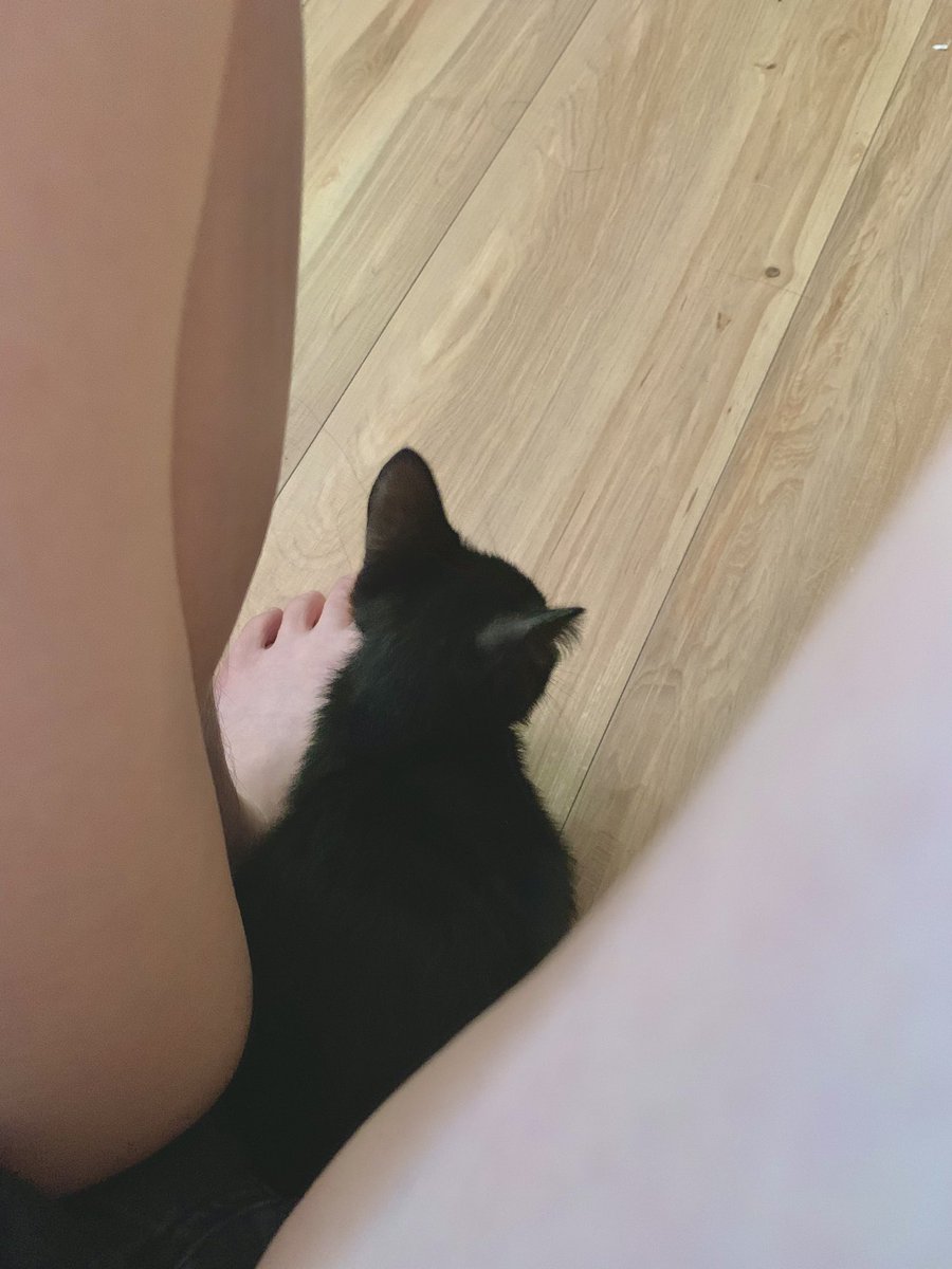 letmegotodeat's tweet photo. Why does a kitten like to hide between legs?
#cat #bunnygirl https://t.co/kABmqMUMJD