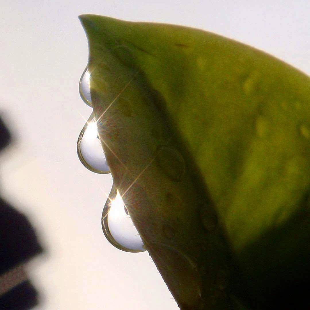 vrundavs's tweet image. There are many favourites…
But yes…raindrops or dew drops in sunlight…is the best
#raindrop #dewdrop #sunlight #vrupix