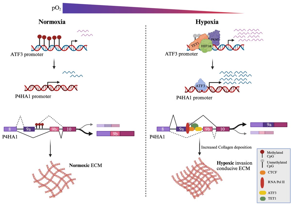 IISER Bhopal (@iiserbhopal) on Twitter photo A recent article from Dr. Shukla’s lab on “Hypoxia-induced ATF3 escalates breast cancer invasion by increasing collagen deposition via P4HA1” is published in the Cell Death & Disease 2025.
link.springer.com/article/10.103…
<a href="/iiserbhopal/">IISER Bhopal</a> <a href="/dasgobardhan/">Gobardhan Das, Immunologist</a> <a href="/EduMinOfIndia/">Ministry of Education</a> <a href="/DBTIndia/">Department of Biotechnology</a> <a href="/IndiaDST/">DSTIndia</a> A recent article from Dr. Shukla’s lab on “Hypoxia-induced ATF3 escalates breast cancer invasion by increasing collagen deposition via P4HA1” is published in the Cell Death & Disease 2025.
link.springer.com/article/10.103…
<a href="/iiserbhopal/">IISER Bhopal</a> <a href="/dasgobardhan/">Gobardhan Das, Immunologist</a> <a href="/EduMinOfIndia/">Ministry of Education</a> <a href="/DBTIndia/">Department of Biotechnology</a> <a href="/IndiaDST/">DSTIndia</a>