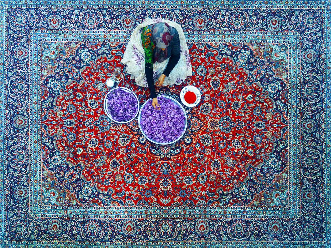 Saffron season in Khorasan