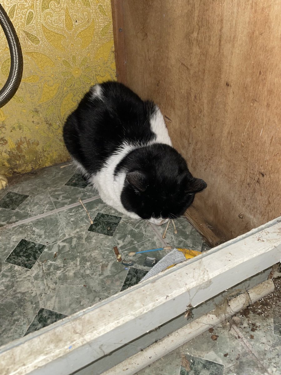 Friends of Bear Cat Rescue tweet media
