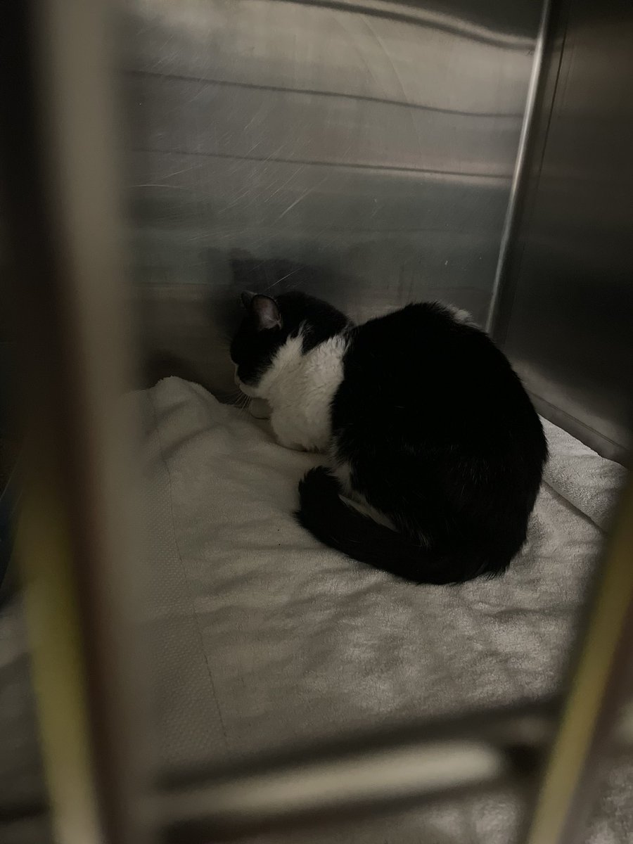 Friends of Bear Cat Rescue tweet media