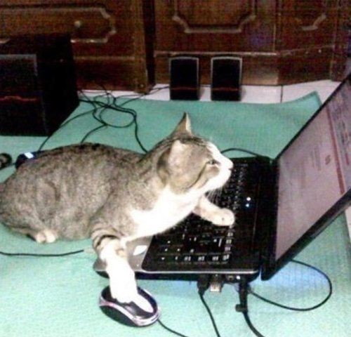 [ várias ideias transformadas em tweets na minha pasta mental murilo minds ]