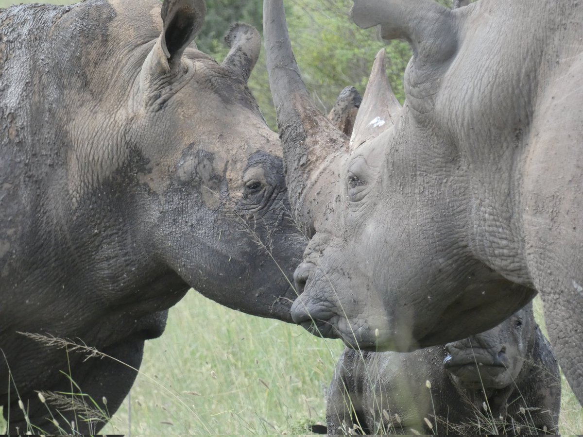 White rhinos – named after the word "wyd/weit" for their wider mouths, which are more suited to grazing. Can you spot the difference compared to the Black rhino post yesterday?

#nairobinationalpark #whiterhino  #rhino #wildlife #conservation #safarinavigatorclub