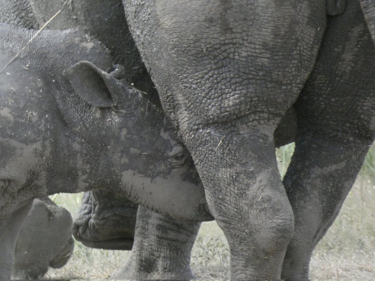 SafariNavClub's tweet photo. White rhinos – named after the word "wyd/weit" for their wider mouths, which are more suited to grazing. Can you spot the difference compared to the Black rhino post yesterday?

#nairobinationalpark #whiterhino  #rhino #wildlife #conservation #safarinavigatorclub https://t.co/Mmnz1Cd5Su