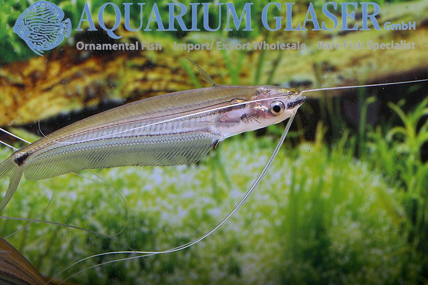 aquariumglaser's tweet photo. #Ompok #pinnatus
find more details and pics @ https://t.co/kgExUnvbBk https://t.co/2lqoJ0jchH