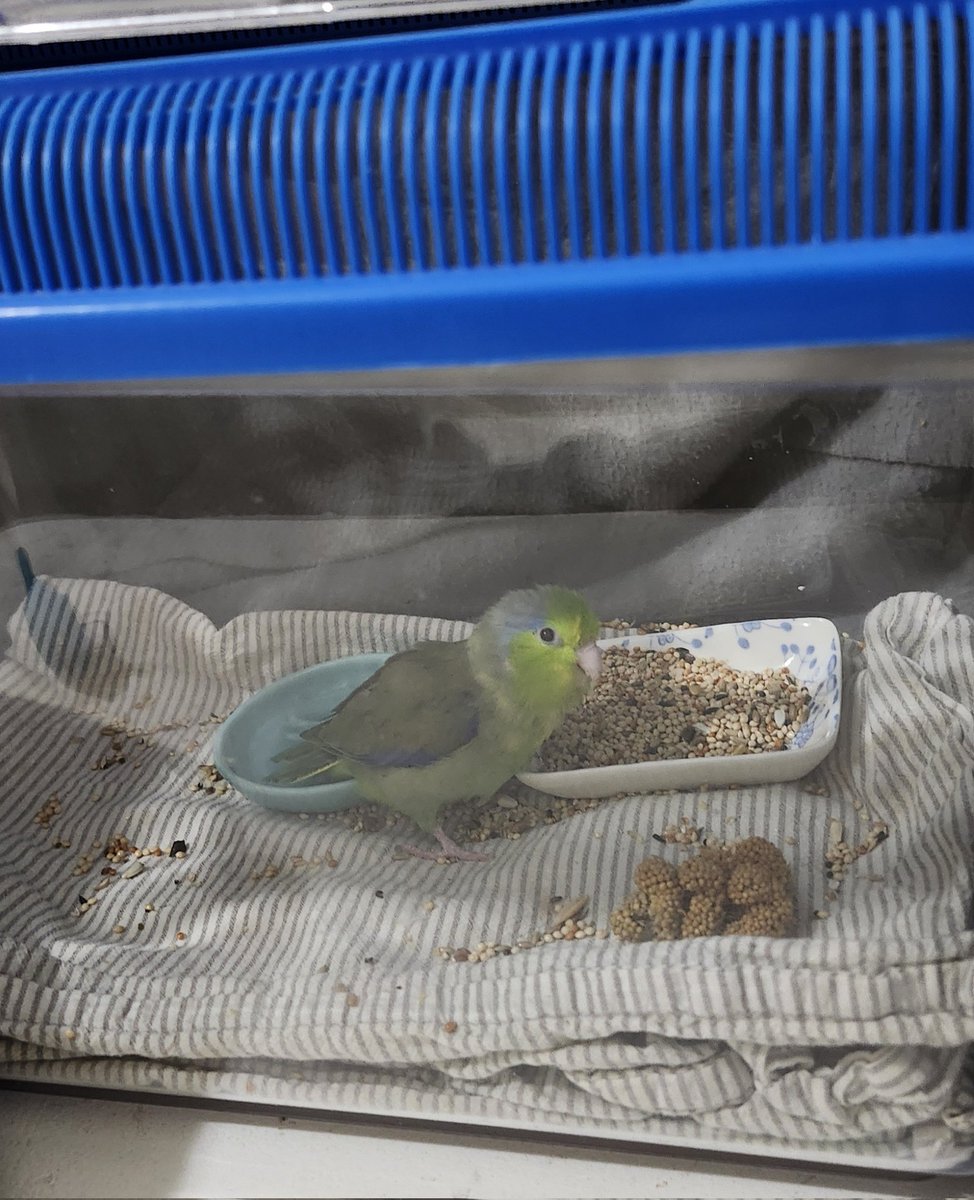 The feathers tweet media