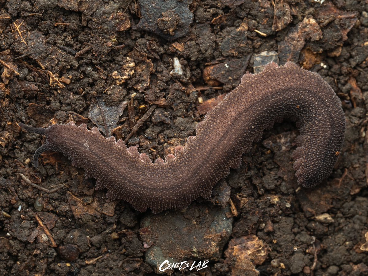 korean_moth's tweet photo. Eoperipatus totoro
Onychophora may be one of the cutest things on the land 🥹
I can’t be convinced of its identification, I took pictures of my colleague’s 😂
#onychophora #velvetworm #eoperipatus #totoro https://t.co/kSjmbcqi1A
