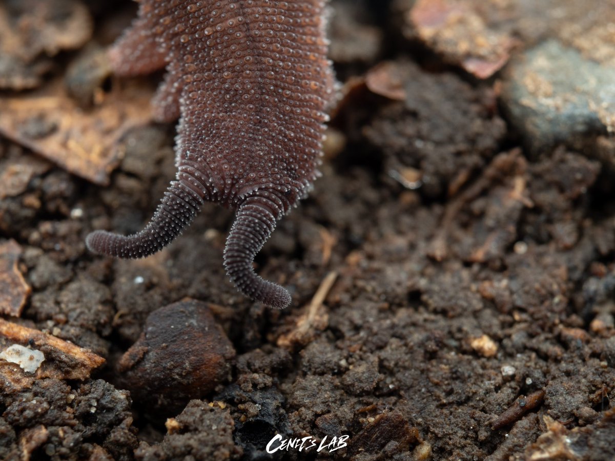 korean_moth's tweet photo. Eoperipatus totoro
Onychophora may be one of the cutest things on the land 🥹
I can’t be convinced of its identification, I took pictures of my colleague’s 😂
#onychophora #velvetworm #eoperipatus #totoro https://t.co/kSjmbcqi1A