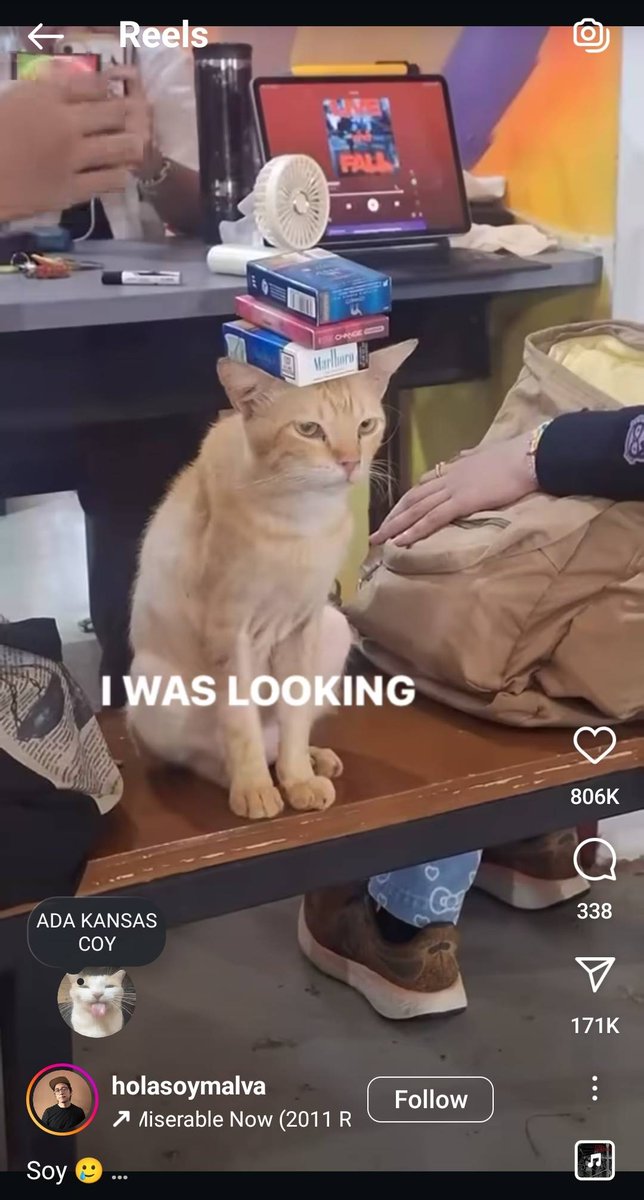 Kucing kansas go international ui!
