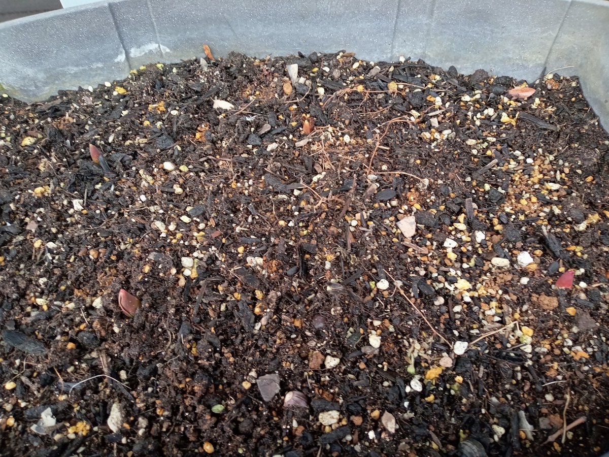 ayato_oyabe's tweet photo. 秋に植えたﾁｭｰﾘｯﾌﾟの球根から芽が出てきました。
厳しい季節が過ぎ、少しずつ春の息吹が感じられると嬉しくなりますね。
ですが、来週からまた寒さが戻ってくるようです💦
寒暖差の激しい季節･･･皆さん、体調に気を付けてお過ごしください☺ https://t.co/Gl94nyrlSX