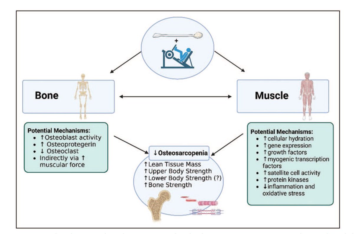 jacksonfyfe's tweet photo. Creatine + resistance training:

A powerful duo for muscle - and maybe even bone.

Creatine may support bone health in two ways:

🦴 Directly: By altering bone geometry (not BMD), potentially reducing fracture risk 

💪 Indirectly: By increasing muscle mass, leading to greater bone loading

Current evidence shows creatine can enhance muscle and bone in healthy older adults.

But - more data is needed in those with sarcopenia, osteoporosis, or osteosarcopenia.
