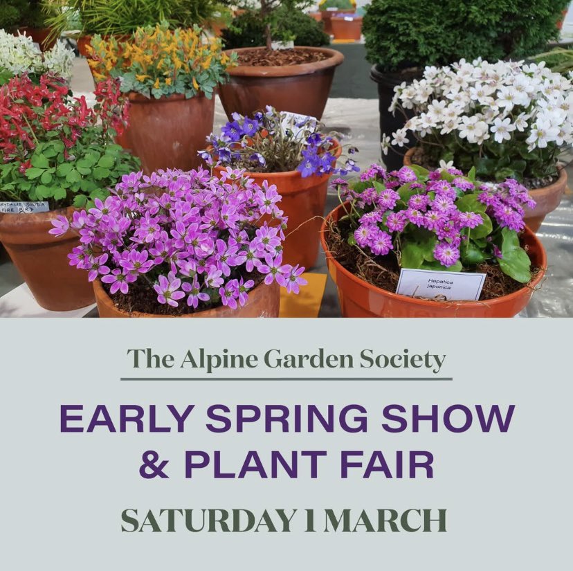 …and so it begins…
The start of our show season begins tomorrow with the  @alpinegardensoc Spring Show at Chelmsford Racecourse. We’re one of a number of #specialistnurseries who’ll be at the show selling lots of wonderful plants. Doors open for plant sales at 9.30am