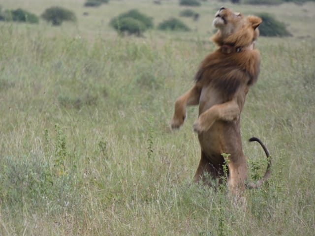 This was Mpakasi in his prime days at Nairobi National Park. Here, he was trying to catch a nagging Plover. He was an iconic member of the Nairobi Park rich ecosystem. 
Photo Credit- Campo East Africa safaris.
