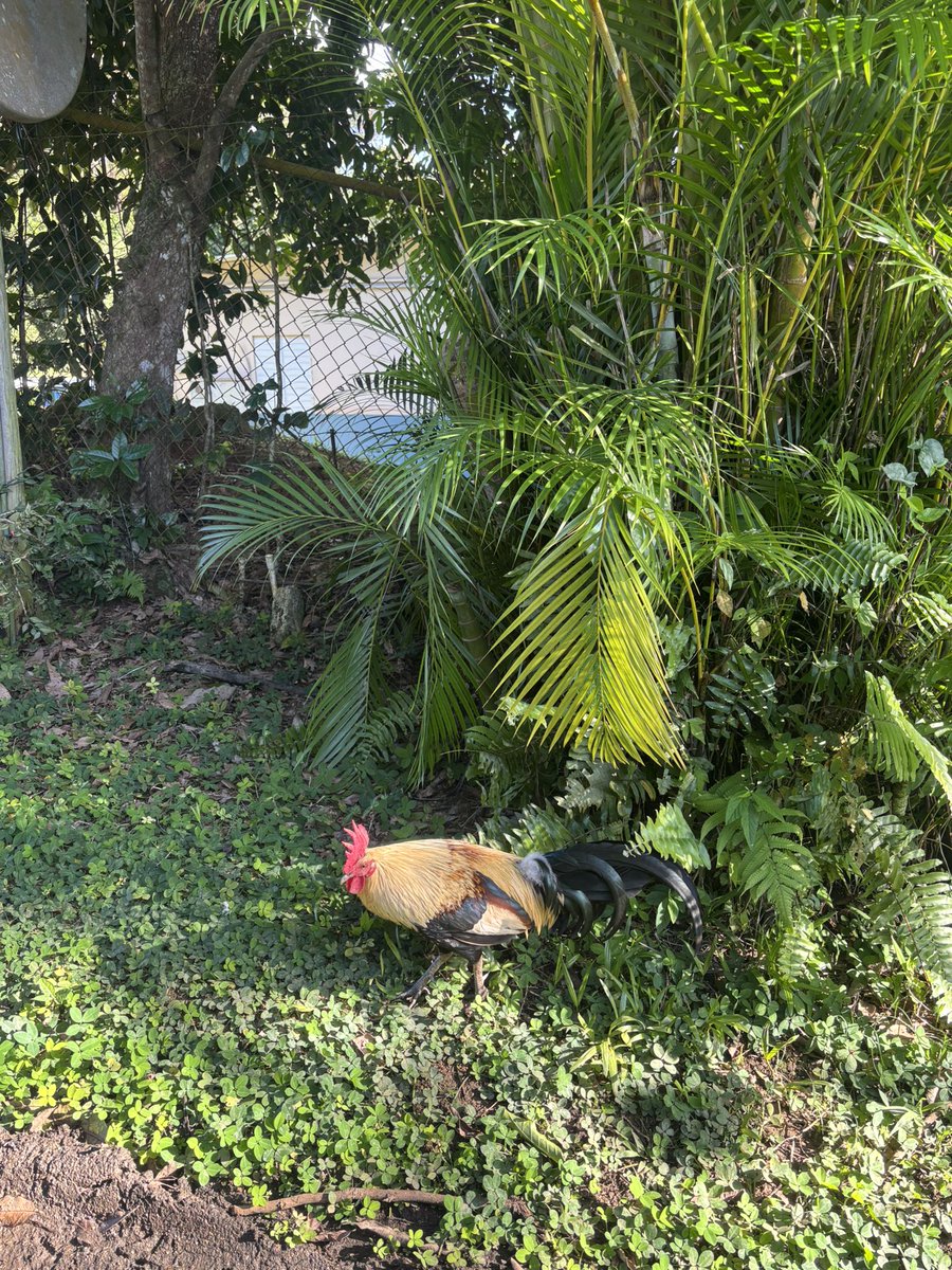 Mica_CandyB's tweet photo. PR 🇵🇷 mi lugar favorito en el mundo 🫂🩷 https://t.co/4wsAPucLAE
