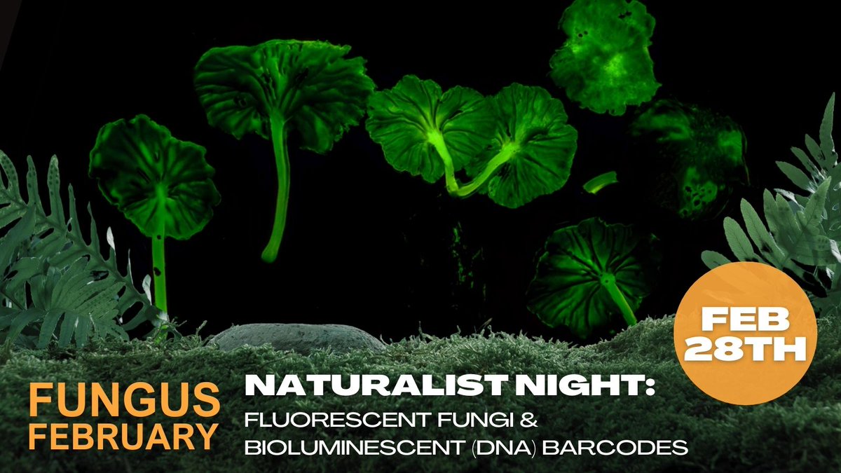 AlanRockefeller's tweet image. February 28 in Santa Cruz, California I am giving a talk on bioluminescent and fluorescent fungi.  

6 - 8 pm, $16, Santa Cruz Museum of Natural History 1305 East Cliff DR, Santa Cruz, CA  

More info: santacruzmuseum.org/2-28-fluoresce…