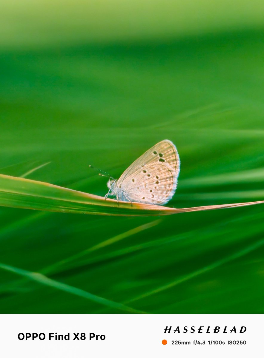Ajeesh021997's tweet photo. Telamacro Magic With @oppo Find X8 Pro
#ShotOnOppo #OppoFindX8Pro
#Macro #TeleMacro
@OPPOCareIN @OPPOIndia
@PeteLau #OPPOGraphy
@BillyZhangOPPO https://t.co/1EkjklaeeQ