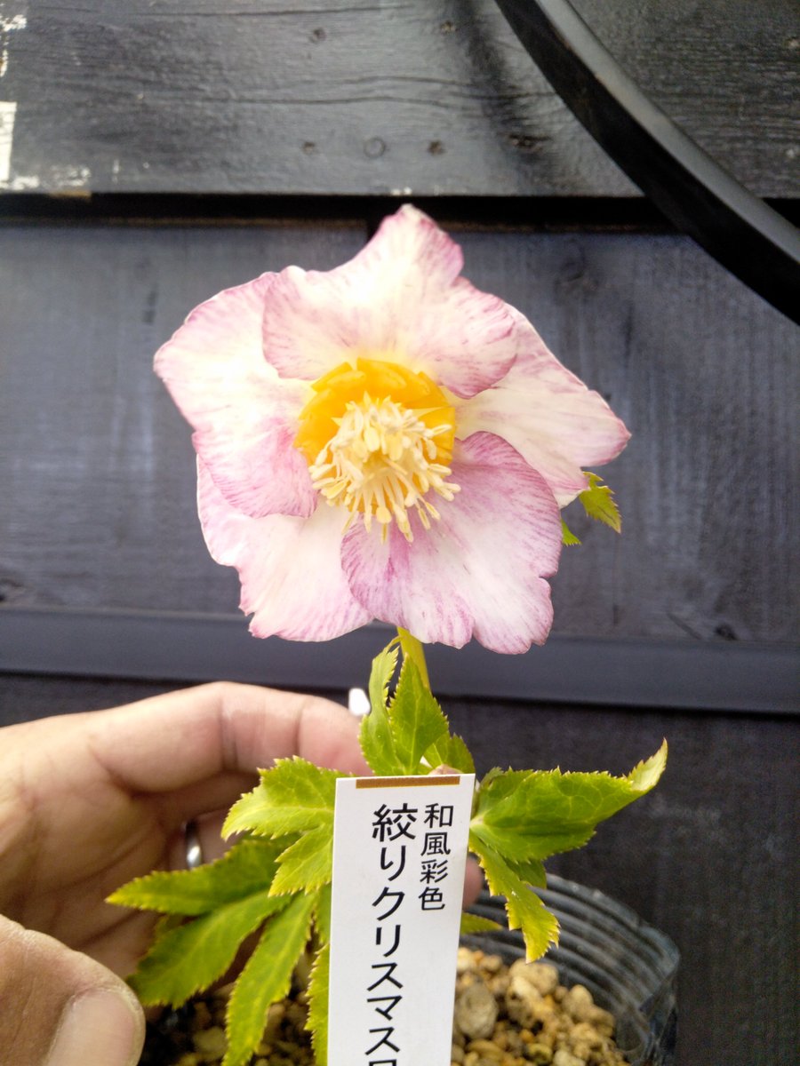 ガーデンセンター八千代店】 #加藤農園 さんのクリスマスローズ入荷