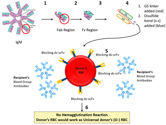 Antibodies_MDPI's tweet image. Welcome to read and share this paper @MediPharma_MDPI 

"#Prevention of #Blood #Incompatibility Related Hemagglutination: Blocking of Antigen A on Red Blood Cells Using In Silico Designed Recombinant Anti-A scFv"

mdpi.com/2073-4468/13/3…