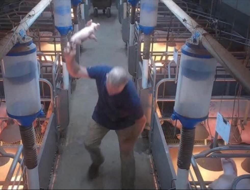 People out there open your eyes and heart

STOP supporting this cruel, evil, disgusting and criminal industry behaving like bastards

STOP this cruelty

Animals always have to pay with their Lives being abused #LiveVegan