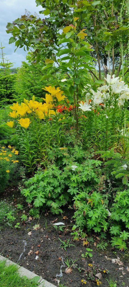 Ineke Vonk tweet media