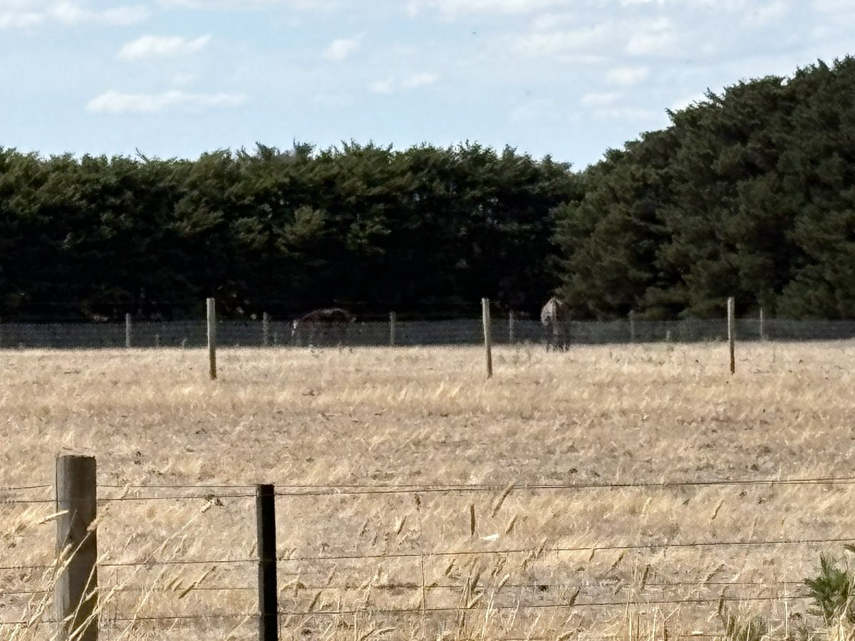 Would love an explanation <a href="/rspca_vic/">RSPCA Victoria</a> for a pony farm that continues to offend after every inspection. 

He has been taken to court but seems to get off every time. No water, no shade, foals lying on the ground from exhaustion. Mares with bones showing on ribs and hind quarters,