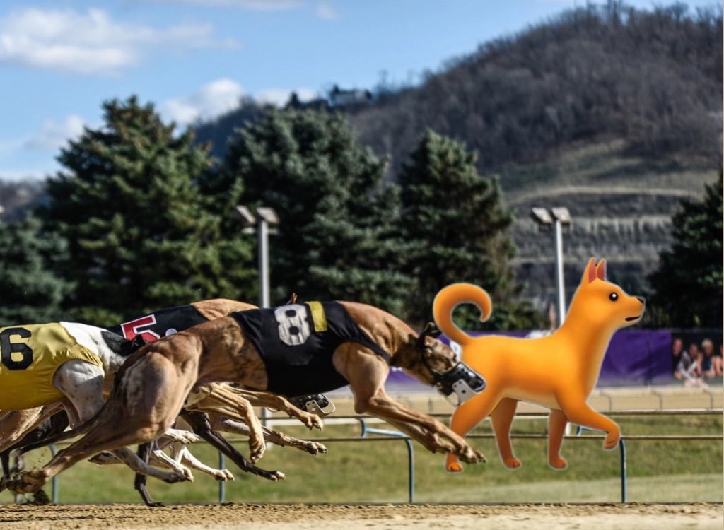 🐸🐸🐸🐸🐕🐕🐕 tweet media