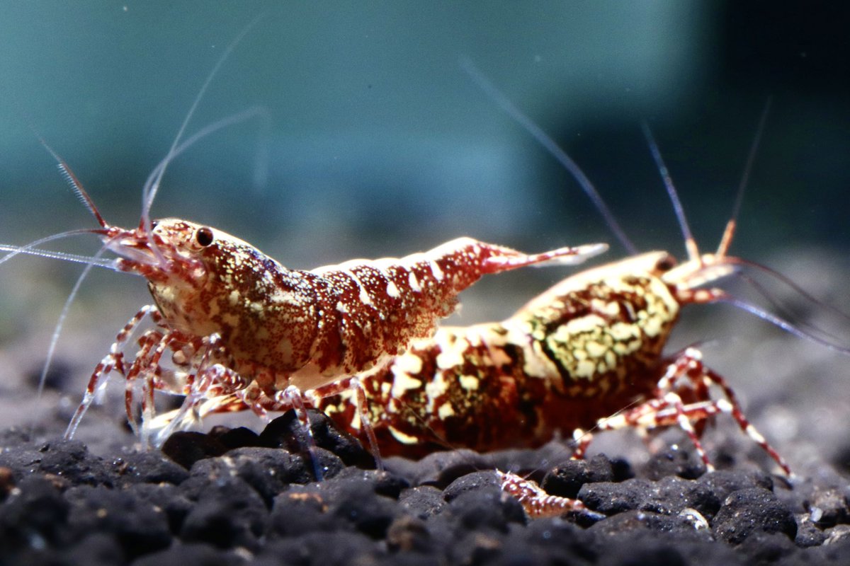 X2shrimp's tweet photo. 今年就我們啦…..
~假期愉快😀~
#X2shrimp #X2BBS觀賞蝦產品 #水晶蝦 #crystalshrimp #redbeeshrimp #beeshrimp #レッドビーシュリンプ #Breedingground #Taiwan #새우 #水晶虾 #caridina #臺灣水晶蝦繁殖場 #export
#水晶蝦出口 #Legalcertificateofexport
#Neocardina https://t.co/15aS74Jt6B