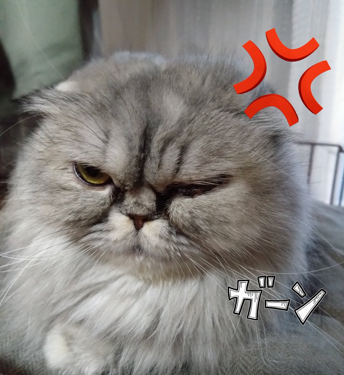 Mikazukicococo's tweet image. 町中の銀行の帰り…んっ？ 前から 車が向かってくる💨 あれ？ ここって一方通行のはず！ 逆走かよ〜😱 私を含め３台続けてストップ！ 年寄りかと思いきや 水戸ナンバーの軽の若いお姉さん💢 標識見ろ! 危ないだろう💢 
#逆走
#一方通行