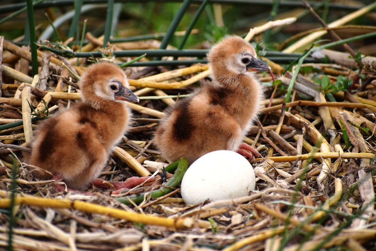 This #WorldWildlifeDay, we stand for the Grey Crowned Cranes—iconic, yet rapidly declining. Listed as endangered on the IUCN Red List and a protected species under WCMA Cap 376, they face relentless threats: egg collection, removal of chicks from the wild, illegal trade, and the