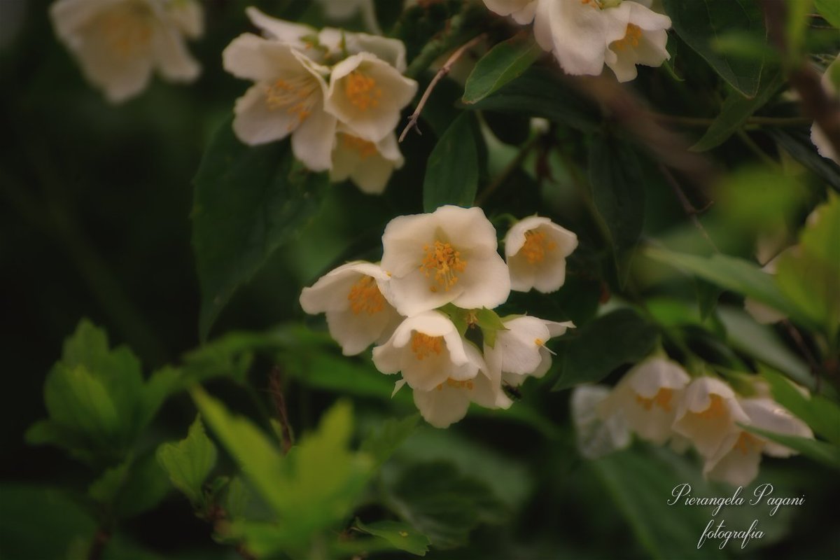 Vuole luce il giorno,
nel suo canto gentile,
approda l'alba con tonalità arancio.
Nel cammino di un pensiero,
possa sbocciare un germoglio ancora.