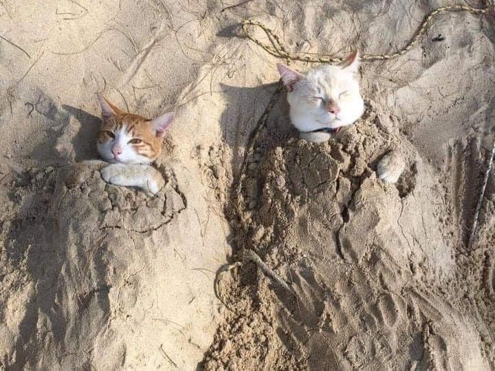 Why you should have a cat (@shouldhavecat) on Twitter photo 