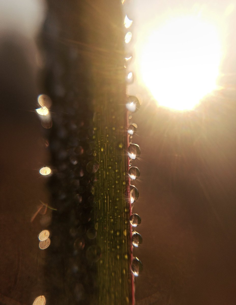 bindasfauji's tweet image. What is your favorite thing to take photos of? 

I really like to take photos of water drops in sunlight! 💧☀️