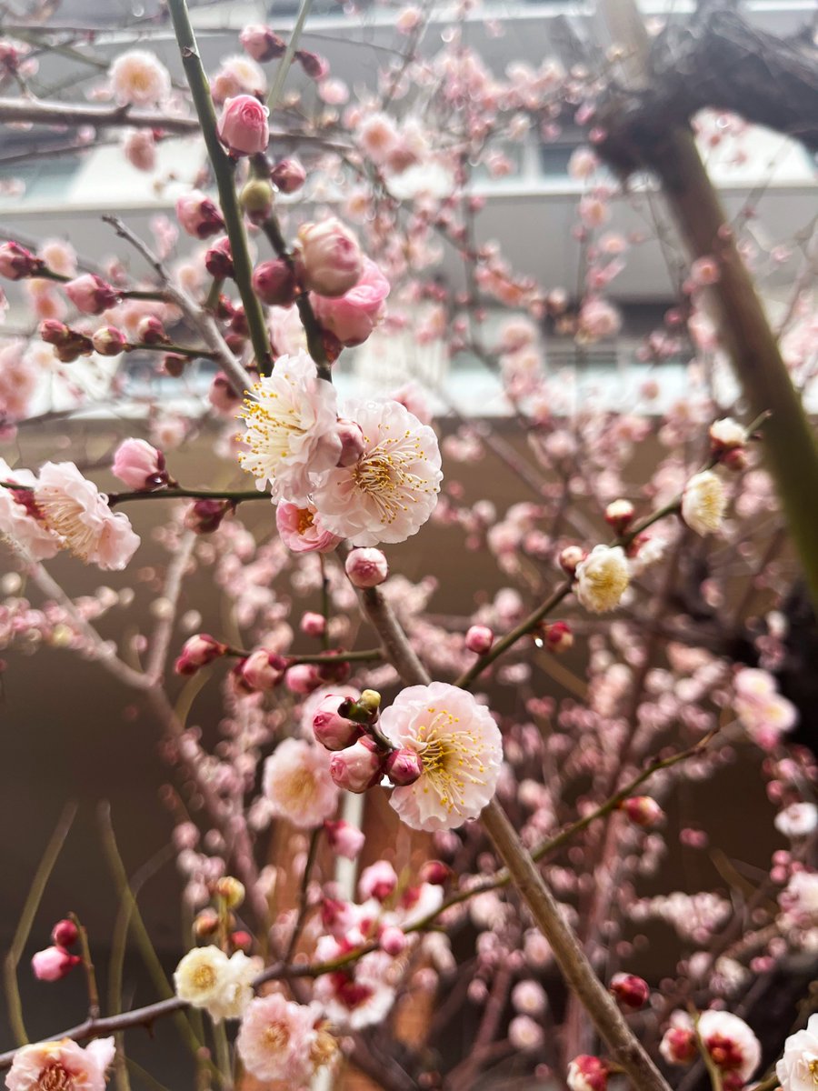 Kyushu University tweet media