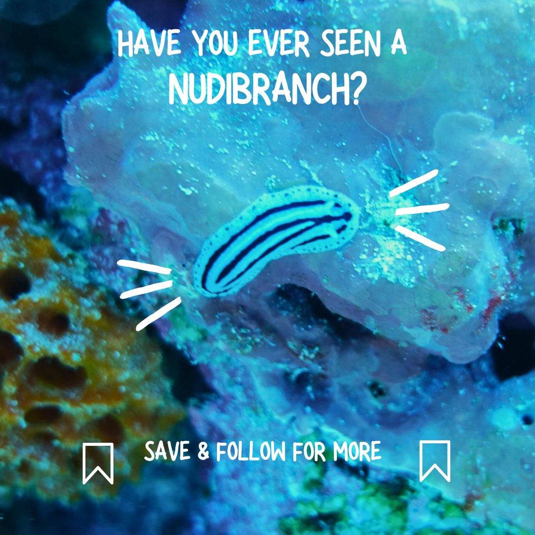 Island Conservation Society Seychelles tweet media